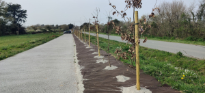 Amnagement d'une voie verte entre Kerguet et Suscinio  SARZEAU